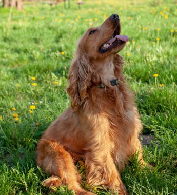 Neşeli bir Cocker Spaniel, her adımda sallanan ipek kulaklarıyla canlı bahar manzarasını keşfeder. Çiçeklerle ve yemyeşil çiçeklerle çevrili olan bu bitki, doğanın güzelliğini kucaklayarak enerji ve merakla dolu temiz havayı mutlulukla kokluyor..