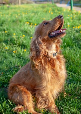 Neşeli bir Cocker Spaniel, her adımda sallanan ipek kulaklarıyla canlı bahar manzarasını keşfeder. Çiçeklerle ve yemyeşil çiçeklerle çevrili olan bu bitki, doğanın güzelliğini kucaklayarak enerji ve merakla dolu temiz havayı mutlulukla kokluyor..