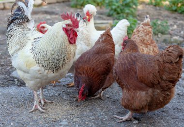 Doğal bir doğa ortamında serbestçe dolaşan evcil tavukları olan otantik kırsal tavuk çiftliği. Bu görüntü geleneksel tarım hayatını yakalıyor, ahşap bir tavuk kümesinin yakınındaki çimenlik bir alanda tavukları sergiliyor..