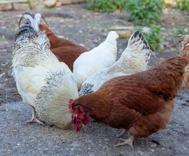 Doğal bir doğa ortamında serbestçe dolaşan evcil tavukları olan otantik kırsal tavuk çiftliği. Bu görüntü geleneksel tarım hayatını yakalıyor, ahşap bir tavuk kümesinin yakınındaki çimenlik bir alanda tavukları sergiliyor..