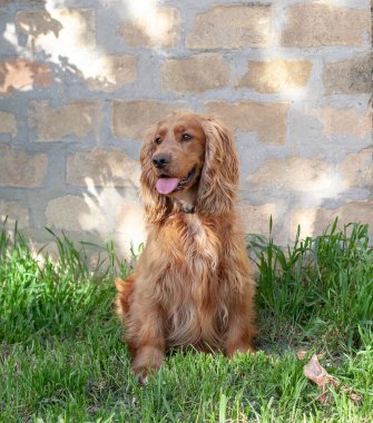 Sevimli Cocker Spaniel köpeği dışarıda oturuyor, etkileyici gözlerini, uzun kulaklarını ve dalgalı paltosunu gösteriyor. Bu büyüleyici cins, arkadaş canlısı mizacı ve şakacı doğasıyla tanınır.