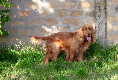 Sevimli Cocker Spaniel köpeği dışarıda oturuyor, etkileyici gözlerini, uzun kulaklarını ve dalgalı paltosunu gösteriyor. Bu büyüleyici cins, arkadaş canlısı mizacı ve şakacı doğasıyla tanınır.