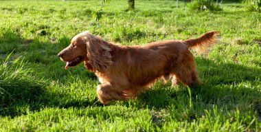 Sevimli Cocker Spaniel köpeği dışarıda oturuyor, etkileyici gözlerini, uzun kulaklarını ve dalgalı paltosunu gösteriyor. Bu büyüleyici cins, arkadaş canlısı mizacı ve şakacı doğasıyla tanınır.