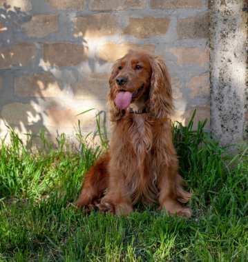 Sevimli Cocker Spaniel köpeği dışarıda oturuyor, etkileyici gözlerini, uzun kulaklarını ve dalgalı paltosunu gösteriyor. Bu büyüleyici cins, arkadaş canlısı mizacı ve şakacı doğasıyla tanınır.