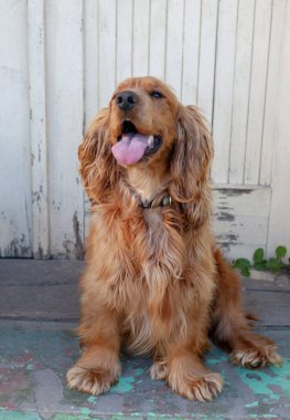 Sevimli Cocker Spaniel köpeği dışarıda oturuyor, etkileyici gözlerini, uzun kulaklarını ve dalgalı paltosunu gösteriyor. Bu büyüleyici cins, arkadaş canlısı mizacı ve şakacı doğasıyla tanınır.
