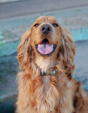 Sevimli Cocker Spaniel köpeği dışarıda oturuyor, etkileyici gözlerini, uzun kulaklarını ve dalgalı paltosunu gösteriyor. Bu büyüleyici cins, arkadaş canlısı mizacı ve şakacı doğasıyla tanınır.