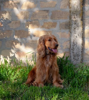 Sevimli Cocker Spaniel köpeği dışarıda oturuyor, etkileyici gözlerini, uzun kulaklarını ve dalgalı paltosunu gösteriyor. Bu büyüleyici cins, arkadaş canlısı mizacı ve şakacı doğasıyla tanınır.