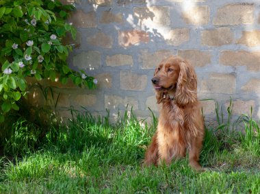 Sevimli Cocker Spaniel köpeği dışarıda oturuyor, etkileyici gözlerini, uzun kulaklarını ve dalgalı paltosunu gösteriyor. Bu büyüleyici cins, arkadaş canlısı mizacı ve şakacı doğasıyla tanınır.