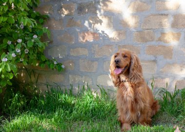 Sevimli Cocker Spaniel köpeği dışarıda oturuyor, etkileyici gözlerini, uzun kulaklarını ve dalgalı paltosunu gösteriyor. Bu büyüleyici cins, arkadaş canlısı mizacı ve şakacı doğasıyla tanınır.