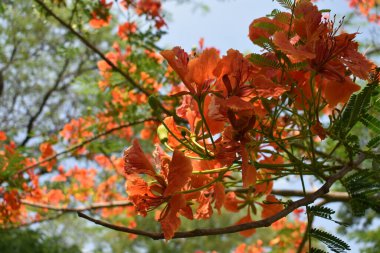 Autumn Leaves North America