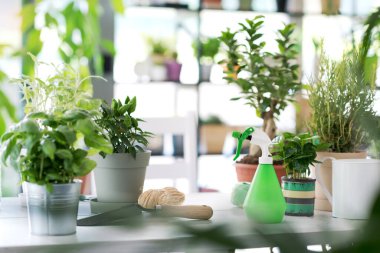 Ev bahçesi: güzel yemyeşil bitkiler ve masadaki bahçe aletleri