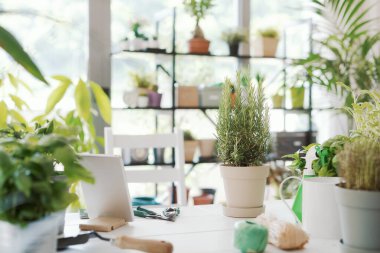 Ev bahçesi: güzel yemyeşil bitkiler ve bahçe aletleri