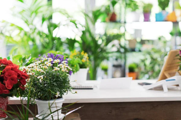 Bloemist Winkel Teller Interieur Met Mooie Bloeiende Planten Kleine Business — Stockfoto