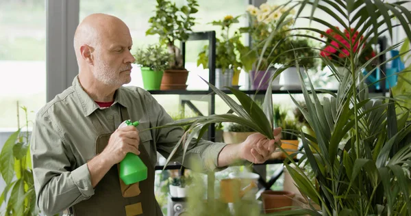 Expert Bloemist Tuinman Controleren Van Een Prachtige Weelderige Plant Zijn — Stockfoto
