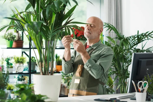 Florista Especialista Jardineiro Verificando Uma Bela Planta Exuberante Sua Loja — Fotografia de Stock