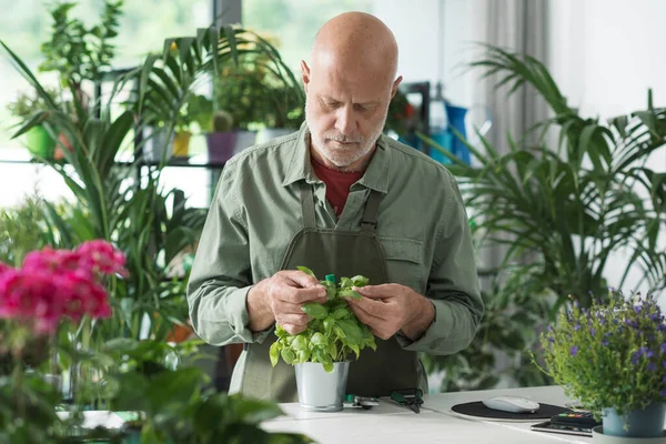 Jardinier Fleuriste Professionnel Prenant Soin Ses Plantes Dans Boutique Fleurs — Photo