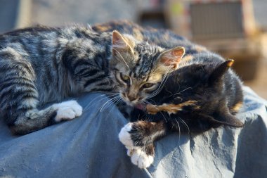 Bir evcil hayvan olarak, bir turuncu kedi hayatınıza neşe, arkadaşlık ve benzersiz bir kişilik getirebilir.