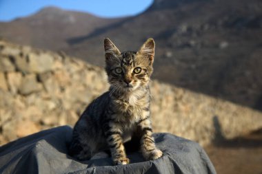 Bir evcil hayvan olarak, bir turuncu kedi hayatınıza neşe, arkadaşlık ve benzersiz bir kişilik getirebilir.