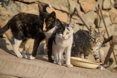Bir evcil hayvan olarak, bir turuncu kedi hayatınıza neşe, arkadaşlık ve benzersiz bir kişilik getirebilir.