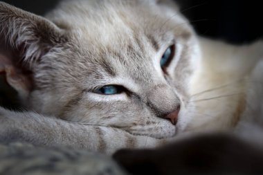 Bir evcil kedi olarak, hayatına neşe, arkadaşlık ve benzersiz bir kişilik getirebilir.