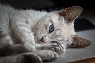 Bir evcil kedi olarak, hayatına neşe, arkadaşlık ve benzersiz bir kişilik getirebilir.