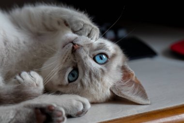 Bir evcil kedi olarak, hayatına neşe, arkadaşlık ve benzersiz bir kişilik getirebilir.