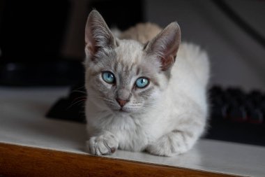 Bir evcil kedi olarak, hayatına neşe, arkadaşlık ve benzersiz bir kişilik getirebilir.