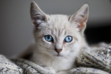 Bir evcil kedi olarak, hayatına neşe, arkadaşlık ve benzersiz bir kişilik getirebilir.