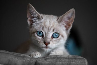 Bir evcil kedi olarak, hayatına neşe, arkadaşlık ve benzersiz bir kişilik getirebilir.