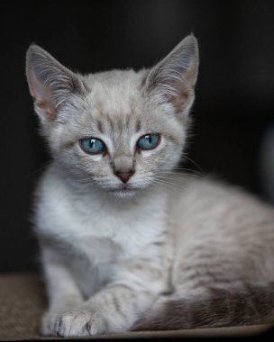 Bir evcil kedi olarak, hayatına neşe, arkadaşlık ve benzersiz bir kişilik getirebilir.