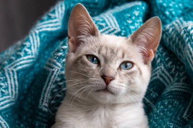 Bir evcil kedi olarak, hayatına neşe, arkadaşlık ve benzersiz bir kişilik getirebilir.