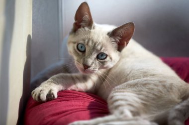 Bir evcil kedi olarak, hayatına neşe, arkadaşlık ve benzersiz bir kişilik getirebilir.