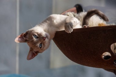 Bir evcil kedi olarak, hayatına neşe, arkadaşlık ve benzersiz bir kişilik getirebilir.