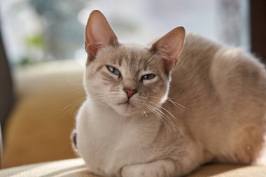 Bir evcil kedi olarak, hayatına neşe, arkadaşlık ve benzersiz bir kişilik getirebilir.