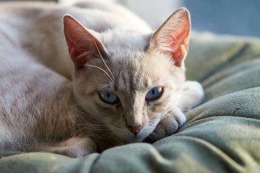 Bir evcil kedi olarak, hayatına neşe, arkadaşlık ve benzersiz bir kişilik getirebilir.