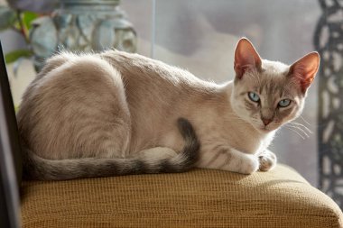 Bir evcil kedi olarak, hayatına neşe, arkadaşlık ve benzersiz bir kişilik getirebilir.