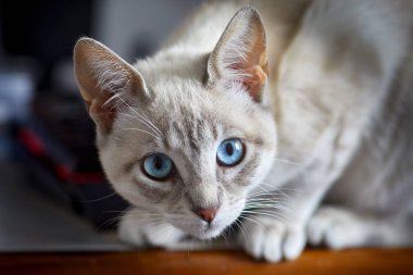 Bir evcil kedi olarak, hayatına neşe, arkadaşlık ve benzersiz bir kişilik getirebilir.