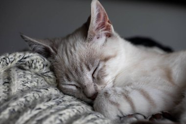 Bir evcil kedi olarak, hayatına neşe, arkadaşlık ve benzersiz bir kişilik getirebilir.