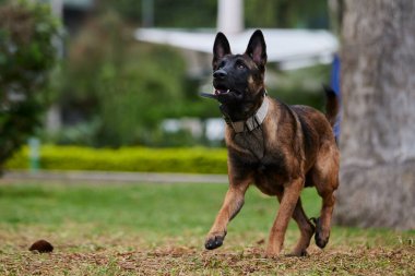 Belçika çoban köpeği ya da Chien de Berger Belge, Belçika 'nın orta büyüklükte bir çoban köpeği türüdür.