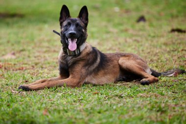 Belçika çoban köpeği ya da Chien de Berger Belge, Belçika 'nın orta büyüklükte bir çoban köpeği türüdür.