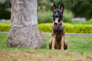 Belçika çoban köpeği ya da Chien de Berger Belge, Belçika 'nın orta büyüklükte bir çoban köpeği türüdür.