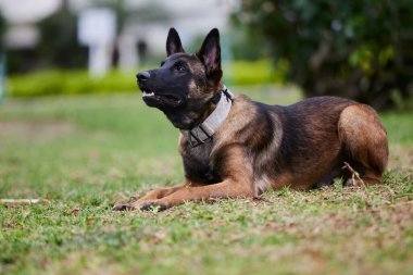 Belçika çoban köpeği ya da Chien de Berger Belge, Belçika 'nın orta büyüklükte bir çoban köpeği türüdür.