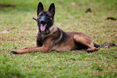 Belçika çoban köpeği ya da Chien de Berger Belge, Belçika 'nın orta büyüklükte bir çoban köpeği türüdür.