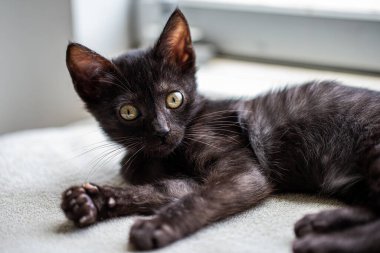 Bu sevimli kara kedi gizem, yaramazlık ve sonsuz kucaklaşmalarla dolu. Kara kedileri başka kim sever??