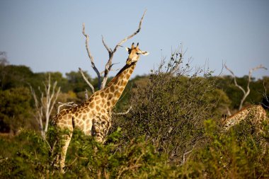 Zürafalar yeryüzündeki en uzun kara hayvanlarıdır. Uzun boyunları, benekli kürkleri ve nazik tavırlarıyla tanınırlar. Afrika 'nın ovalarına ve açık ormanlarına özgü.,