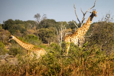 Zürafalar yeryüzündeki en uzun kara hayvanlarıdır. Uzun boyunları, benekli kürkleri ve nazik tavırlarıyla tanınırlar. Afrika 'nın ovalarına ve açık ormanlarına özgü.,