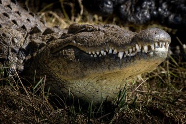 Siyah timsah, suların gerçek efendisi, çevresine kusursuz bir şekilde karışır. Doğanın en iyi tasarımı.