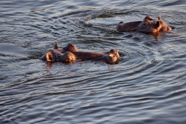 Botswana 'daki Chobe Nehri inanılmaz vahşi hayatıyla ünlüdür ve su aygırları onun en ikonik sakinlerinden biridir..