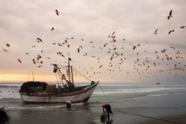 Santa Rosa, Lambayeque 'deki yerel balıkçılar, binlerce yıldır bu sularda yol alan kadim kamış tekneleri olan Caballitos de totora' yı kullanarak avlanıyorlar. Geleneğin, becerinin ve okyanusa olan saygının mükemmel bir karışımı.