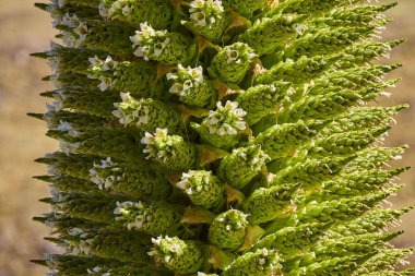 And Dağları 'nın devi Puya Raimondi, Quebrada Pastoruri' de dimdik ayakta duruyor. Dikenli zarafeti ve eşsiz varlığıyla yüksek rakımlardaki yaşamın esnekliğinin bir kanıtı..